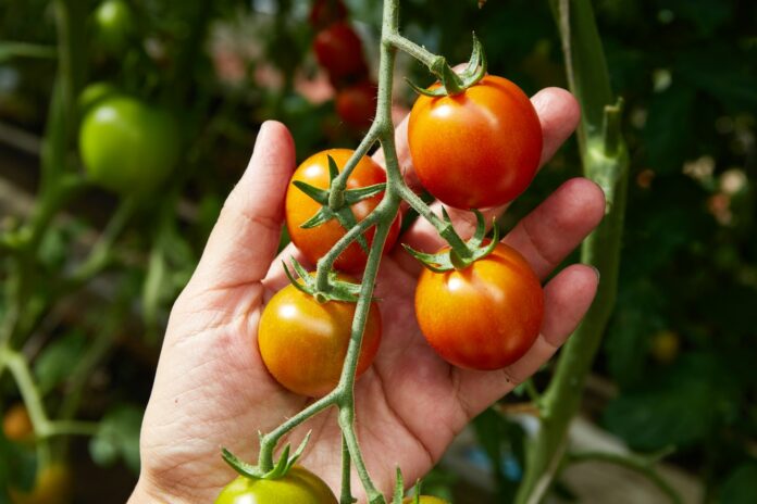 tomate fuit ou légume