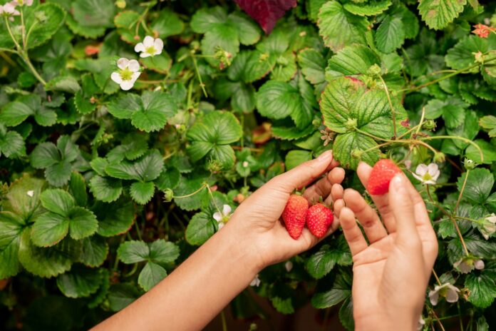 planter des fraisiers