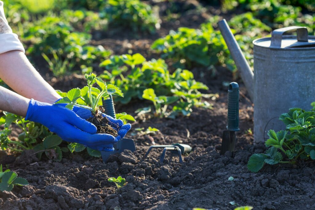 planter des fraisiers