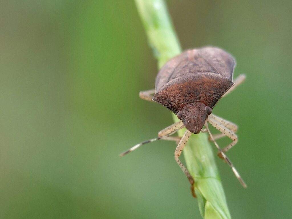 The Pentatomomorpha bug