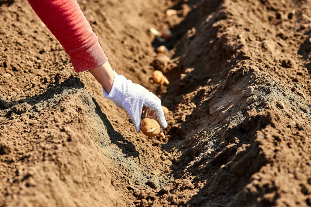 planter pomme de terre