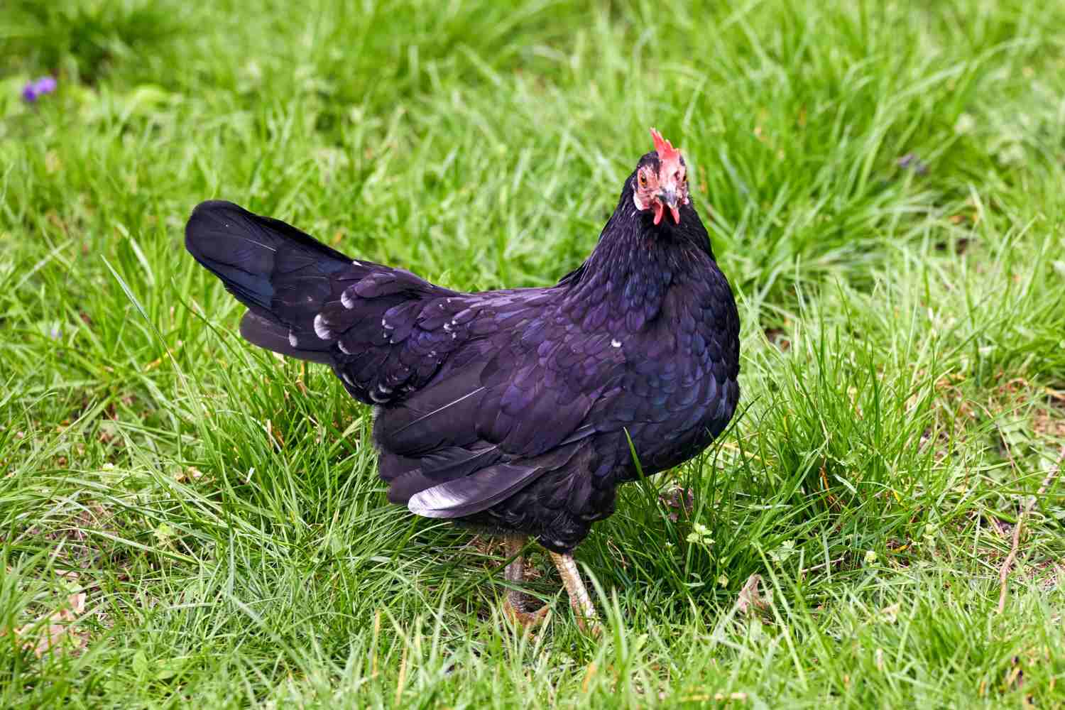 Poulette Noire Tout Savoir Sur Cette Race De Poules Au Jardin