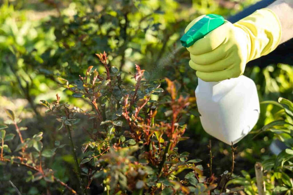 Dosage Roundup pour 5 litres d’eau