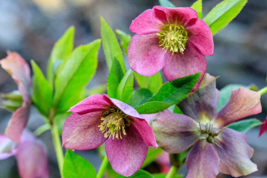 helleborus niger christmas rose
