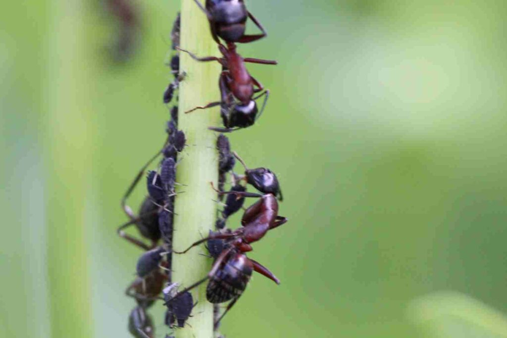 Qu’annoncent les fourmis volantes