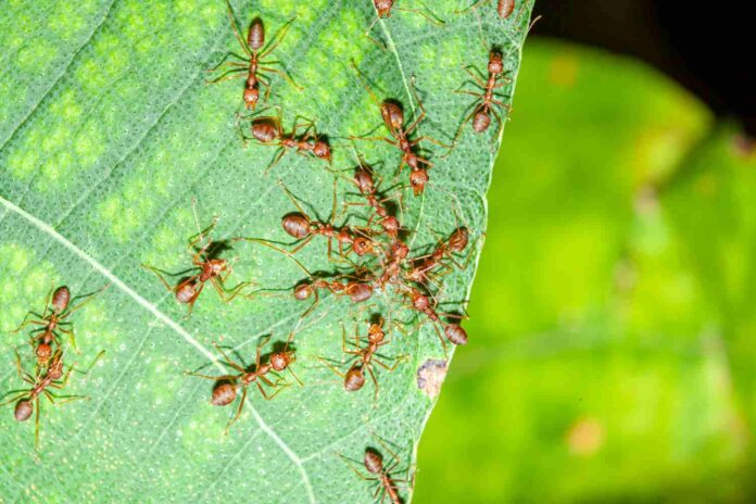 Qu’annoncent les fourmis volantes