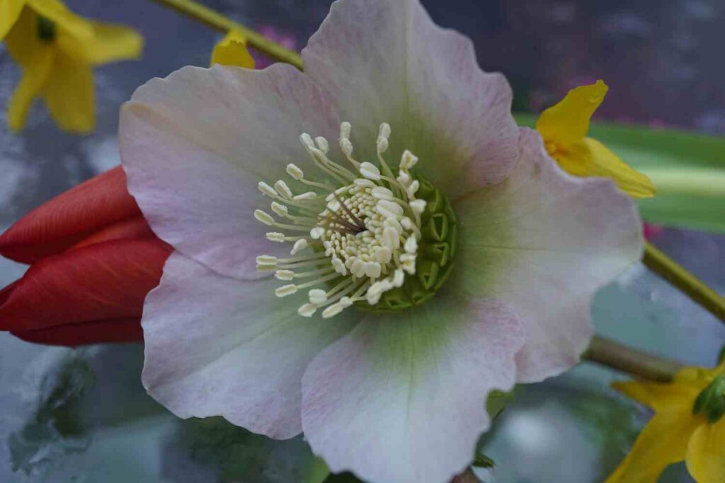 helleborus niger christmas rose
