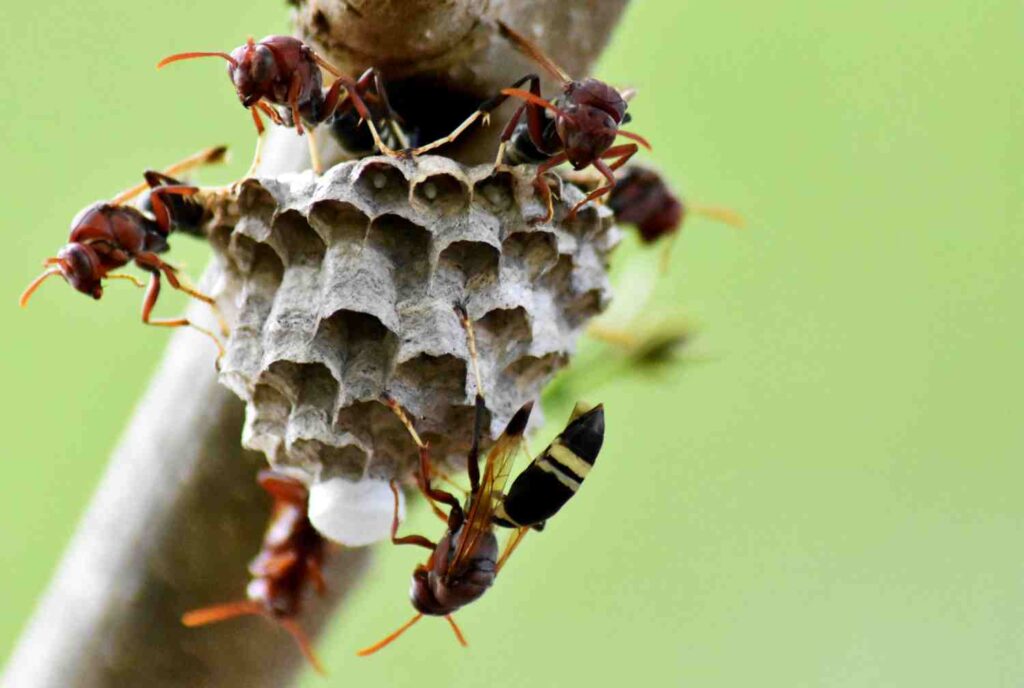 piege a frelon asiatique,
piège à frelons asiatiques,
pièges pour frelons asiatiques,
piège anti-frelons asiatiques,
piéger les frelons,
tuer les frelons asiatiques,