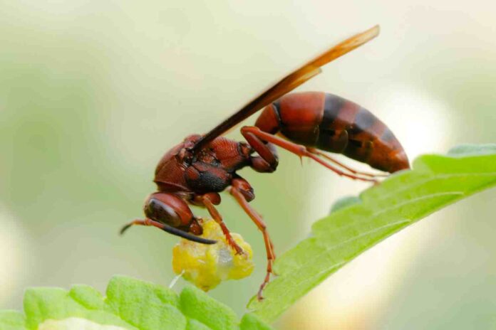 piege a frelon asiatique, piège à frelons asiatiques, pièges pour frelons asiatiques, piège anti-frelons asiatiques, piéger les frelons, tuer les frelons asiatiques,