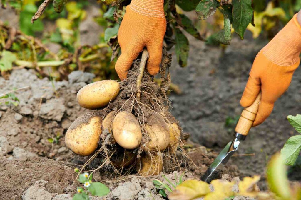 Planter pomme de terre Colomba