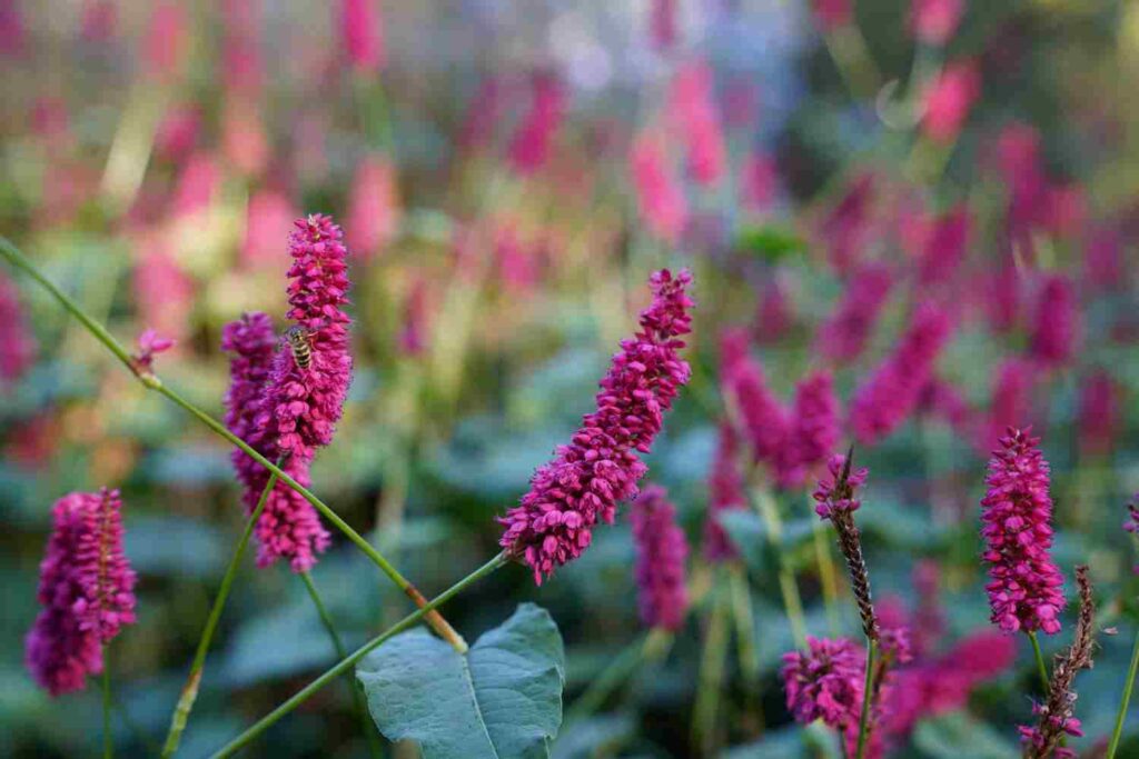 polygonum, polygonome