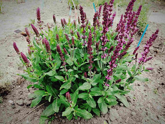 polygonum, Polygonome, plant polygonum, polygonum plants, multiflorum polygonum, polygonum aubertii,