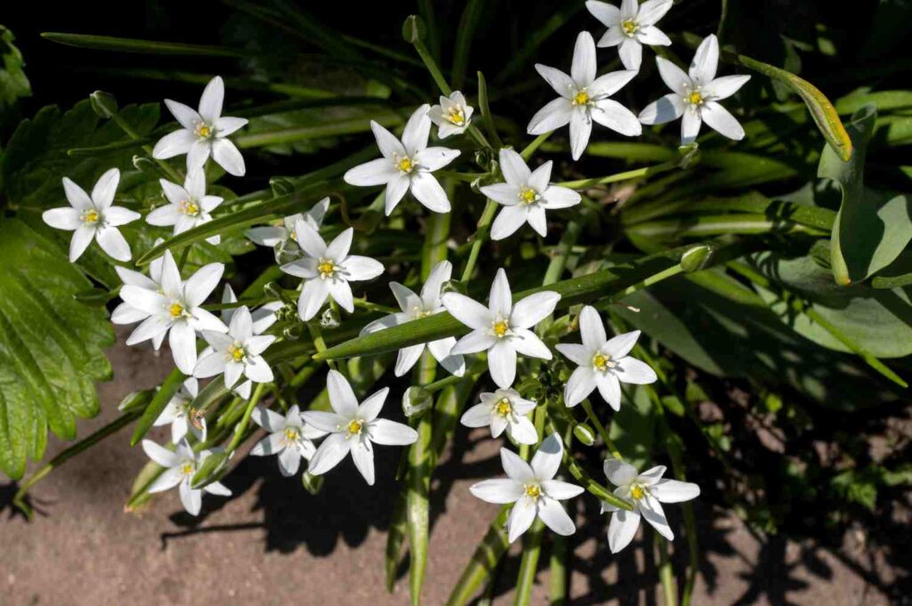 Jasmin étoilé plante grimpante persistante