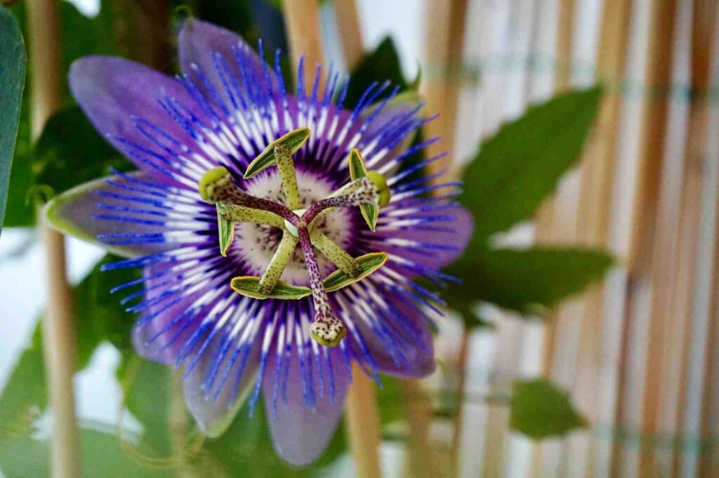 Passiflore bleue