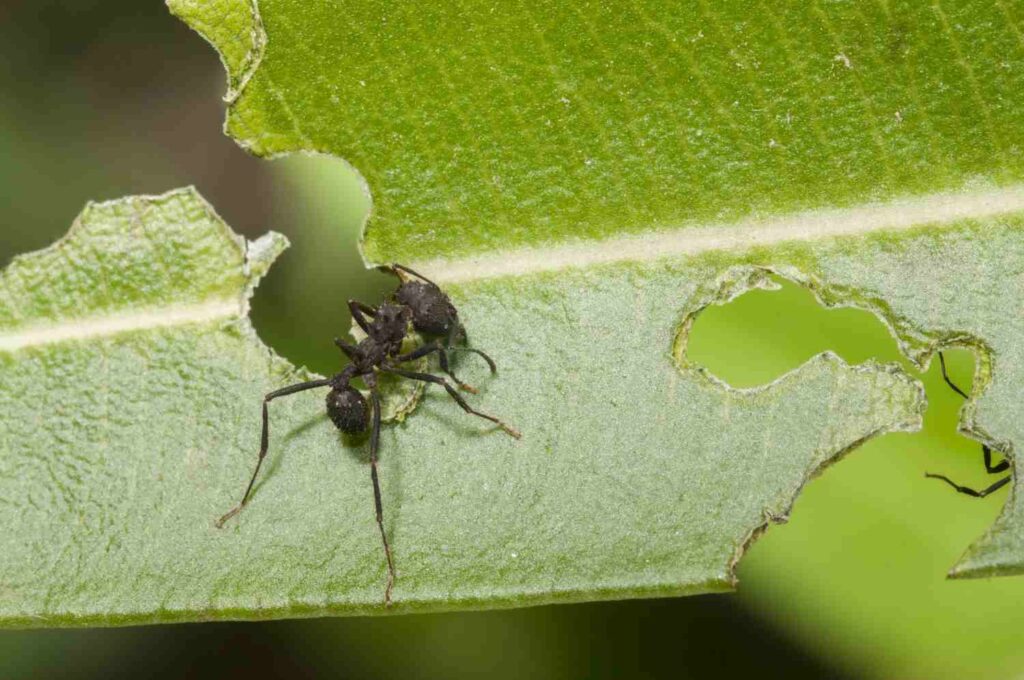 moucherons dans les plantes