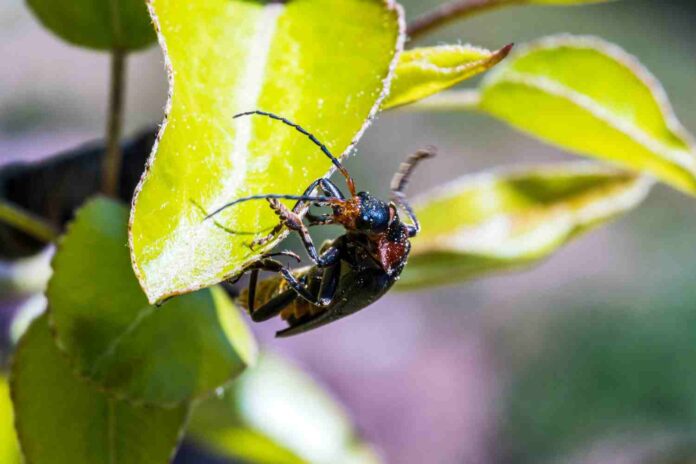 moucherons dans les plantes