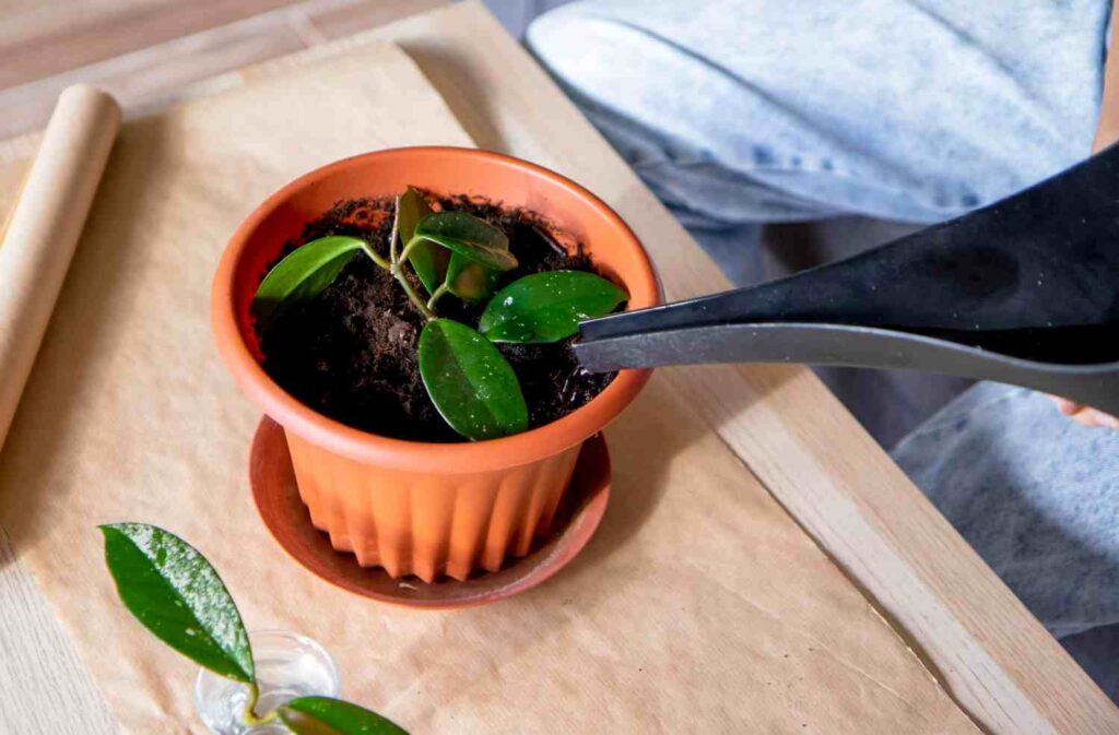 rempoter une plante - rempotage