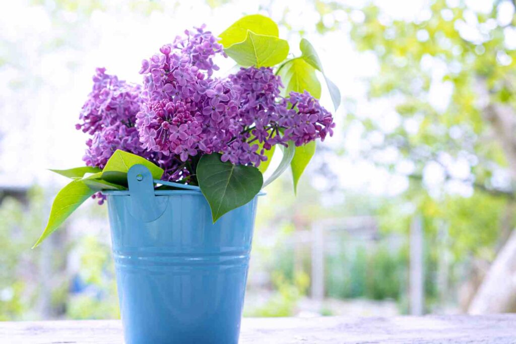 Lilas des Indes