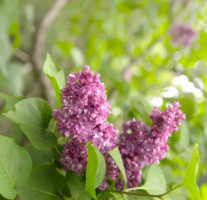 Lilas des Indes