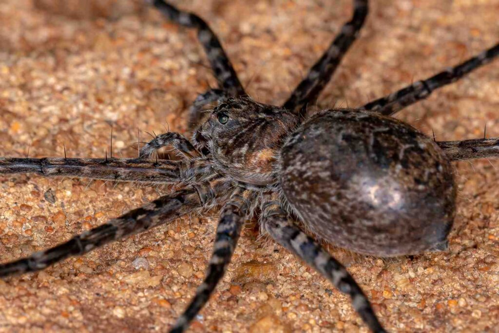 Steatoda grossa - arraignée maison