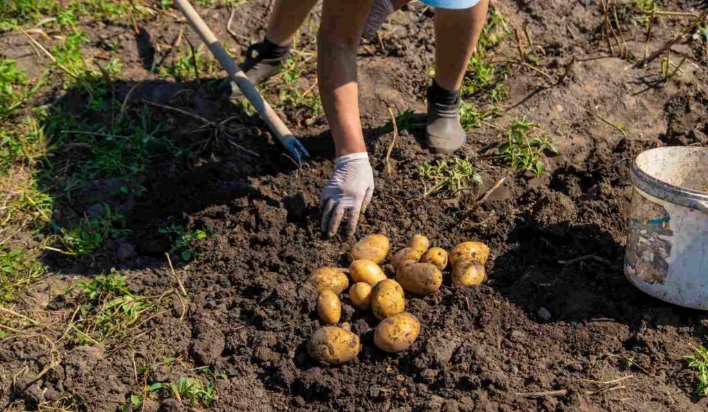 culture pomme de terre