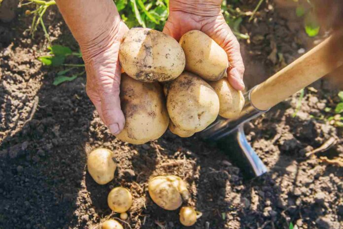 culture pomme de terre