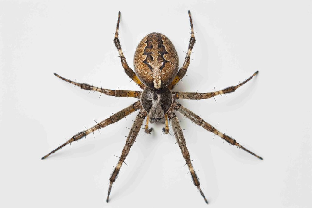 tégénaire domestique - araignée maison